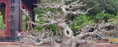 岭南盆景结顶枝法介绍，截掉顶端枝条后再按长势修剪