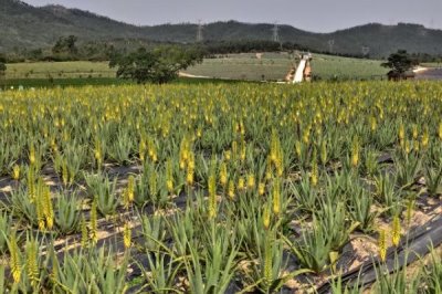 芦荟的地栽技术，春季和秋季都可栽植