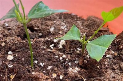 茉莉枝条怎么扦插，斜切枝条再插入土壤中可增加吸水面积