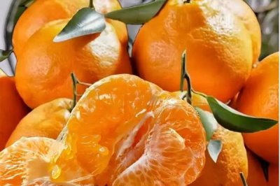 柑橘的主产地,主产于浙江、四川、湖南等省份