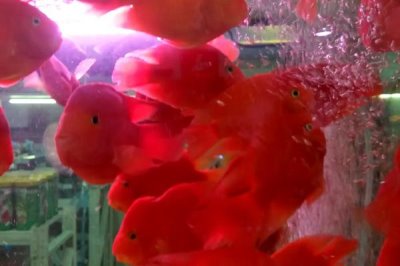 鹦鹉鱼喂食的正确方法,喂食小虾有利于增色