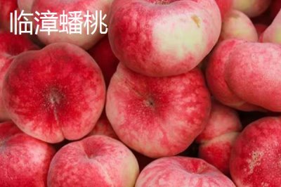 蟠桃和油蟠桃的区别,油蟠桃果皮光滑容易清洗