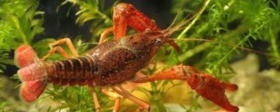 家养小龙虾要喂什么，一般可饲喂蚯蚓、鱼粉、谷类等食物