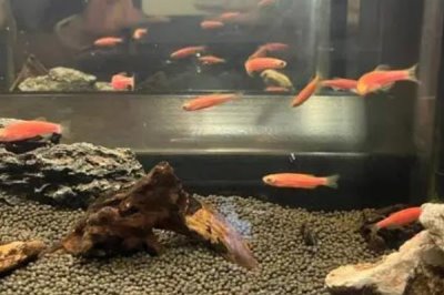 斑马鱼和孔雀鱼能混养吗，斑马鱼和孔雀鱼可以一起养