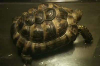 印度星斑陆龟好不好养,饲养难度较大