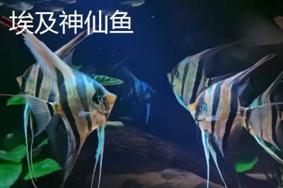 熊猫神仙鱼的产地,主要分布在西太平洋的珊瑚礁海域