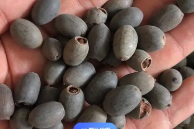 荷花种子如何种植,可以直接使用塘泥进行养护