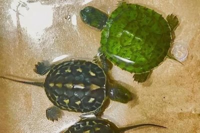 珍珠龟吃什么,吃动物性、植物性或合成饲料等