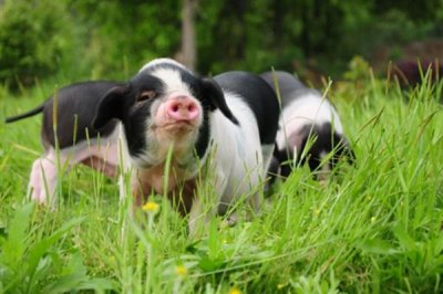 宁乡猪简介，原产地为湖南省宁乡县流沙河、草冲一带