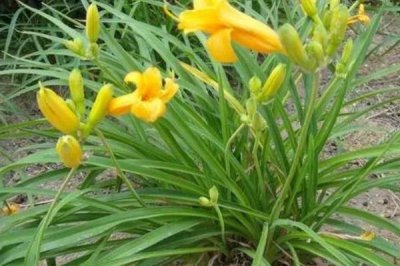 忘忧草的花语，寓意伟大的母爱、遗忘的爱等