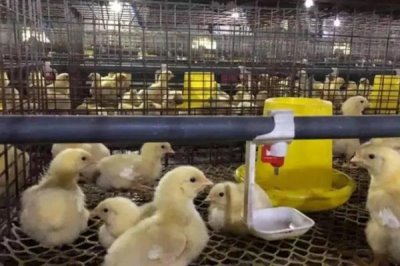 小鸡养几个月可以吃,通常需要根据养殖方式而定