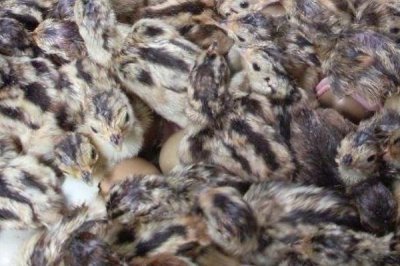 山鸡幼崽养殖方法,要控制好饲养密度