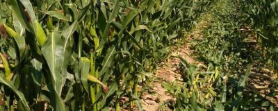 新美甜814玉米品种简介,中等肥力以上地块栽培