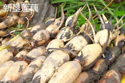 莲藕的产地有哪些,洪湖、新垦和襄陵的莲藕出名