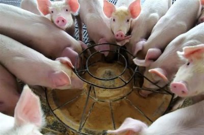 新玉米不能喂猪的原因,含水量过多且难以消化吸收