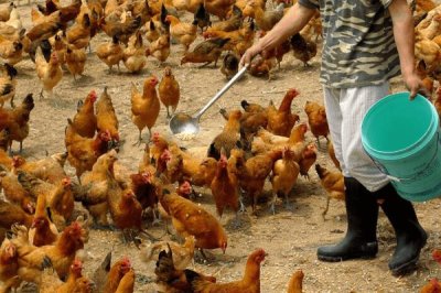 鸡胀气喂什么药，助消化的药或制霉菌素均可