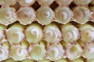 蜂王幼虫吃什么食物,蜂王幼虫吃蜂王浆