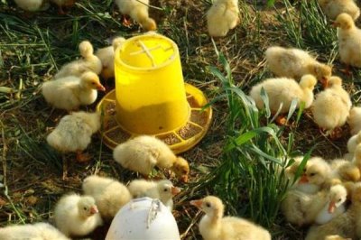 刚出生的小鹅喂什么食物，用米饭或米粒搭配青菜叶一起饲喂