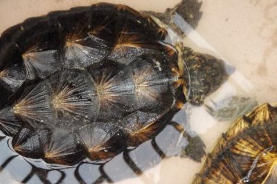 杂佛鳄龟喜欢吃什么,肉食性食物、蔬果都可以