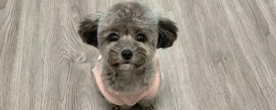 灰泰迪毛色变黑的原因,可能是遗传也有可能是营养不良