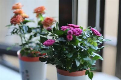 玫瑰花怎么种植，盆土要求疏松透气、排水良好