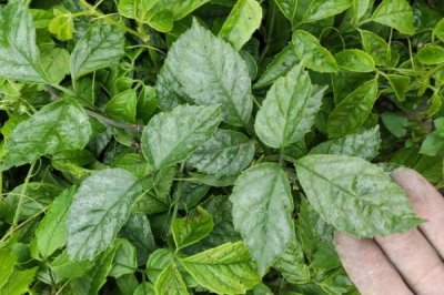 三叶青的种植前景,能卖到上千元一公斤