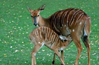 哺乳动物有什么特点,可通过乳腺分泌乳汁来为幼体进行哺乳