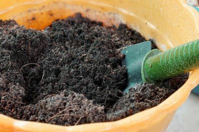 栀子花有毒吗,花香浓郁但全株无毒