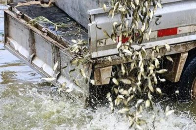 翘嘴红鲌怎么养殖,鱼苗放养要趁早