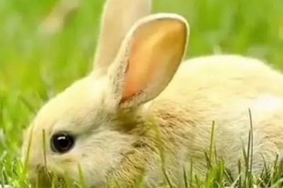兔子患有肠胃炎的症状,早期会出现食欲不振、消化不良等