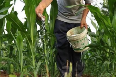 华耐甜糯101玉米种子特点,一次性播种全苗