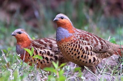 竹鸡的价格和前景,不同品种的售价有所差异