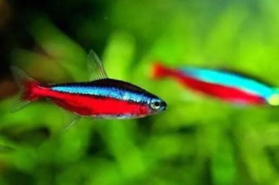 宝莲灯鱼与红绿灯区别,前者的体型更大且颜色更鲜艳