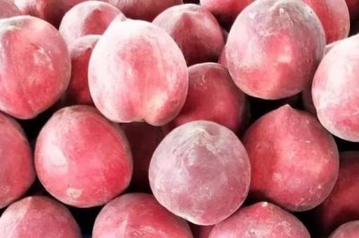 胭脂脆桃的成熟时间,一般为6月份