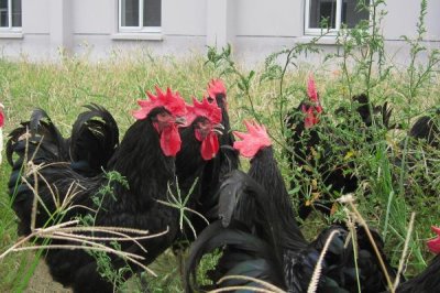 什么品种的鸡好，这6个品种的肉质最好吃又产蛋多