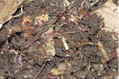 蚯蚓的养殖方法有哪些,可结合实际情况任选以下7种养殖方法