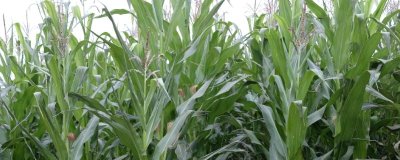 大泽809玉米品种简介,中抗灰斑病