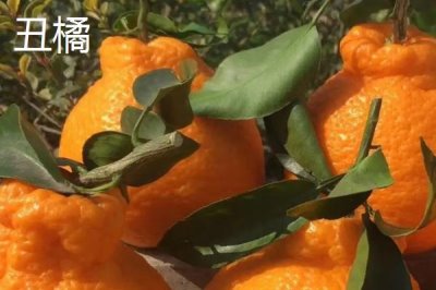 狮头柑和丑橘的区别,品种、别称和外观均不同