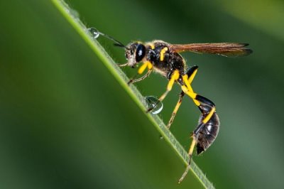 细腰蜂是什么蜂，是常见的小型蜂类