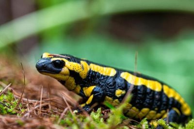 火蝾螈简介，是欧洲最著名的一种蝾螈