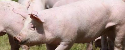 如何给猪注射,可肌肉注射、耳静脉注射或增食穴注射