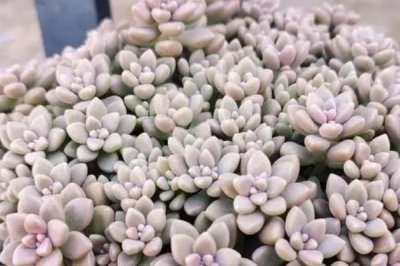 爆芽素对多肉有没有危害,注意用量基本不会产生危害