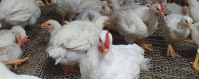 肉鸡和蛋鸡的区别,养殖目的、周期等都不同