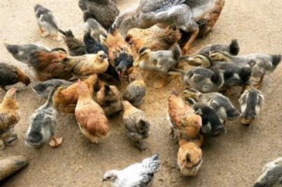 小鸡养几个月可以吃,通常需要根据养殖方式而定