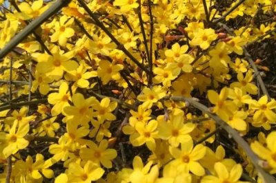 怎么防治迎春花的病害,需根据实际病情采取对应措施