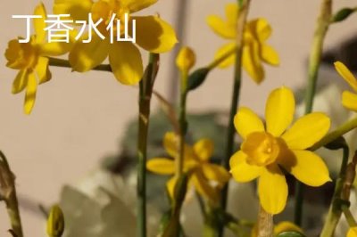 水仙花品种介绍,品种众多观赏价值都极高