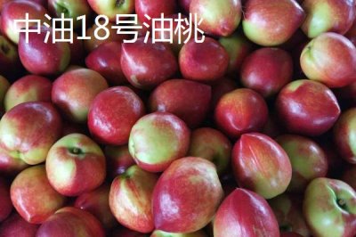 好吃的油桃品种,世纪之星果肉金黄、口感清脆甜美