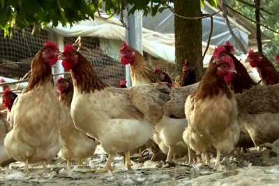 广东恩平市的特产,恩平烧饼令人百吃不厌