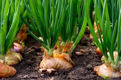 洋葱一年可以种几次,一年只能播种一次