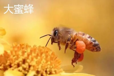 小蜜蜂和大蜜蜂有什么区别，小蜜蜂也叫小草蜂
